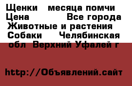 Щенки 4 месяца-помчи › Цена ­ 5 000 - Все города Животные и растения » Собаки   . Челябинская обл.,Верхний Уфалей г.